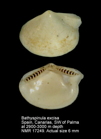 Bathyspinula excisa.jpg - Bathyspinula excisa(Philippi,1844)